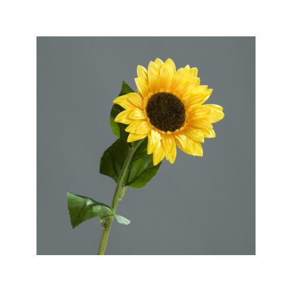 Sunflower X1 78Cm