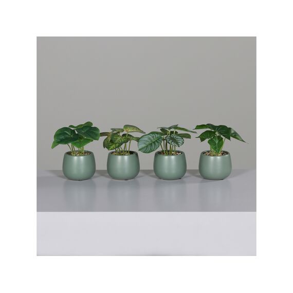 Greenery Plant In Green Ceramic Pot 15Cm - Assortiment