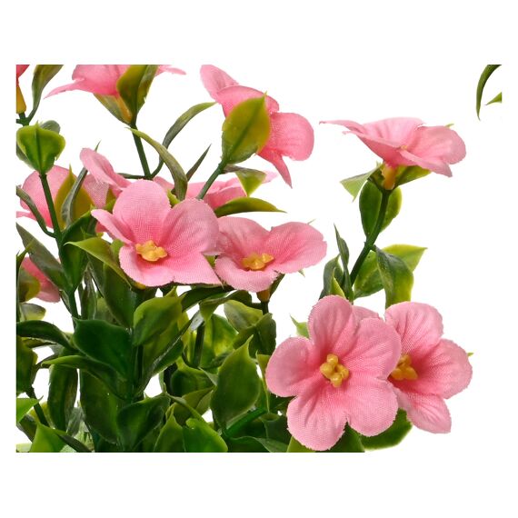 Catharanthus In Pot Dia10.00-H25.00Cm Assortiment Prijs Per Stuk