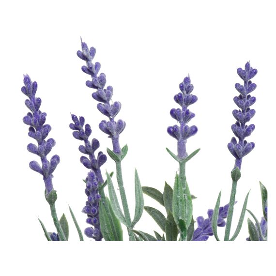 Lavendel In Pot Pe L13.00-W13.00-H32.00Cm Paars 2 Assortiment Prijs Per Stuk