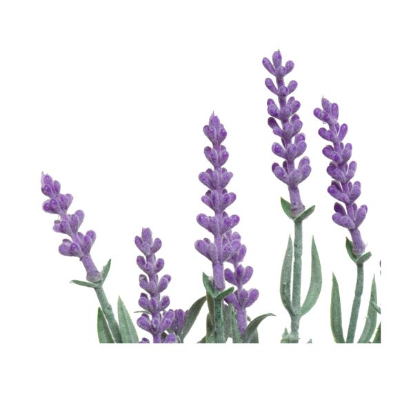 Lavendel In Pot Pe L13.00-W13.00-H32.00Cm Paars 2 Assortiment Prijs Per Stuk