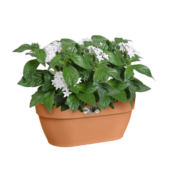 Elho Vibia Campana Wall Basket 35Cm Terra