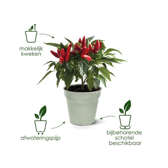 Elho Green Basics Kweekpot 35Cm Steengroen
