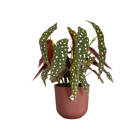 Elho Jazz Rond 17Cm Toscaans Rood