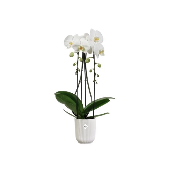 Elho Vibes Fold Orchidee Hoog 12,5Cm Zijdewit