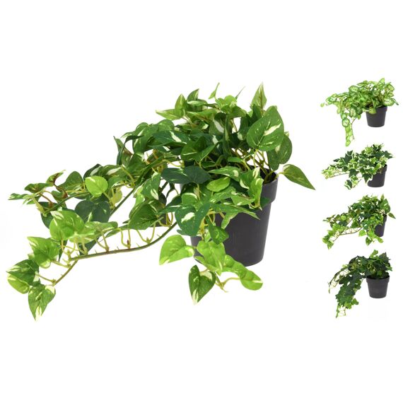 Hangplant In Pot 25Cm 4 Assortiment Prijs Per Stuk