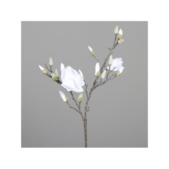 Magnolia Pluk Met 2 Bloemen En 3 Bloemknoppen