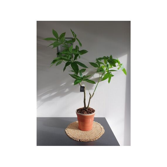 Pachira - Geldboom In Pot - H90Cm