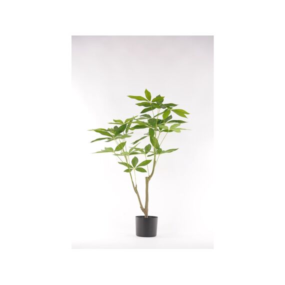 Pachira - Geldboom In Pot - H90Cm