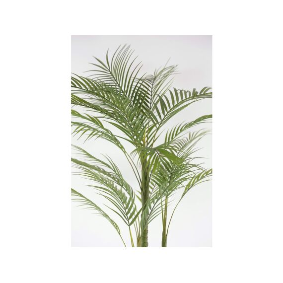 Forest Fern - Varen In Pot - H90Cm