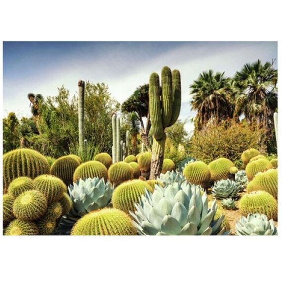 Ravensburger Puzzel 1000 Stuks Huntington Desert Garden